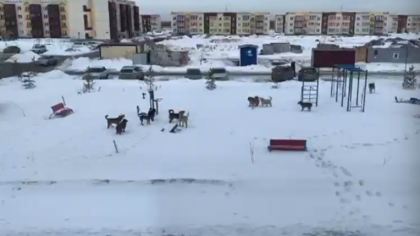 В Омске жители Амура-2 пожаловались на стаи агрессивных собак на детских площадках