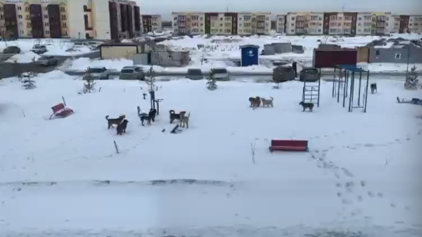 В Омске жители Амура-2 пожаловались на стаи агрессивных собак на детских площадках