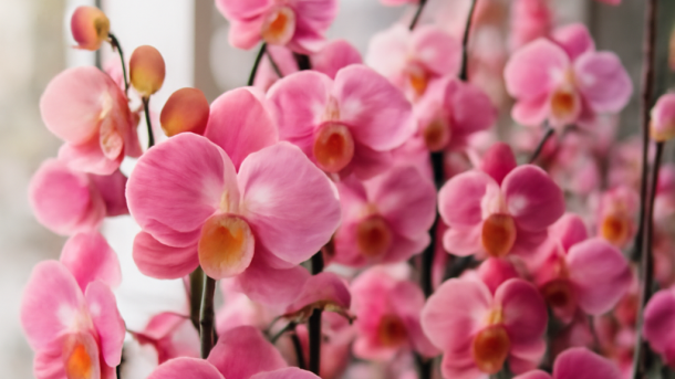 Грант в 1,5 миллиона: в Омской области начнут клонировать сибирские орхидеи