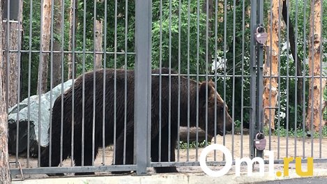 В Новосибирске брошенным циркачами медведям ищут 4 миллиона для переезда в новый дом