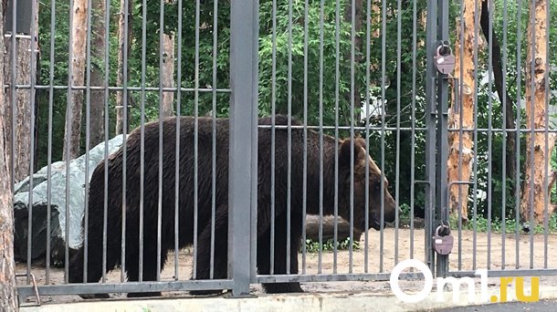 В Новосибирске брошенным циркачами медведям ищут 4 миллиона для переезда в новый дом