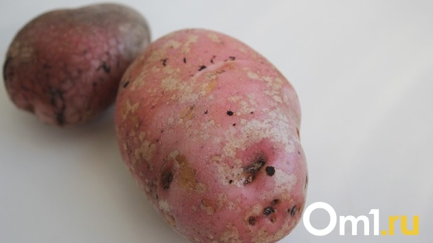 90-е возвращаются? Новосибирцам бесплатно раздают земли под посадку картофеля