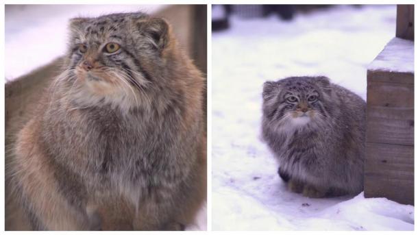 Шарообразных манулов показали в Новосибирском зоопарке