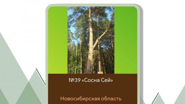 300-летняя сосна Сей из Бердска участвует в конкурсе «Российское дерево года»