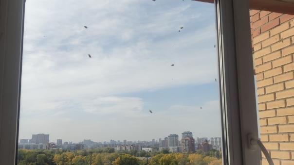 «Лезут во все щели»: божьи коровки и клопы облепили окна и стены домов новосибирцев