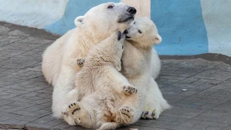 Сестрички-медвежата Белка и Стрелка отпраздновали двухлетие в Новосибирском зоопарке