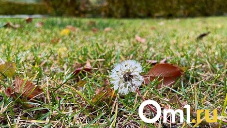 «Разрушают печень»: в Роспотребнадзоре предостерегли омичей от сбора первых весенних грибов