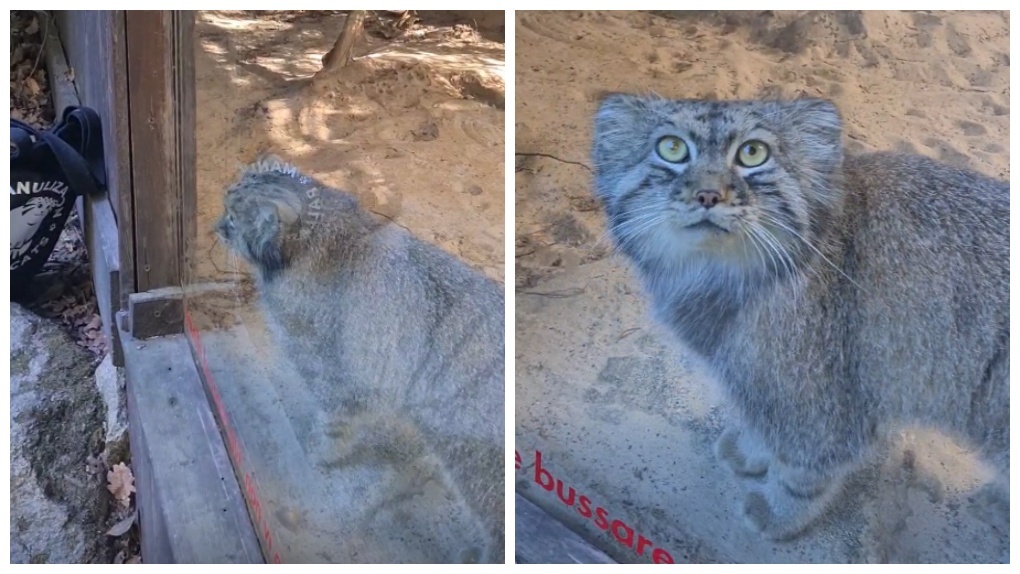 Фотограф из Новосибирска снял на видео итальянского манула, который заинтересовался камерой мастера