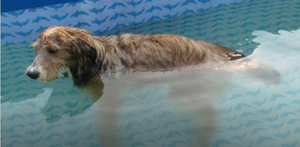 Парализованный пес из омского приюта «Друг» пошел на поправку благодаря плаванию