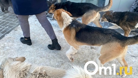 Опасно выходить на улицу! Более 15 тысяч бездомных собак гуляет по Новосибирску