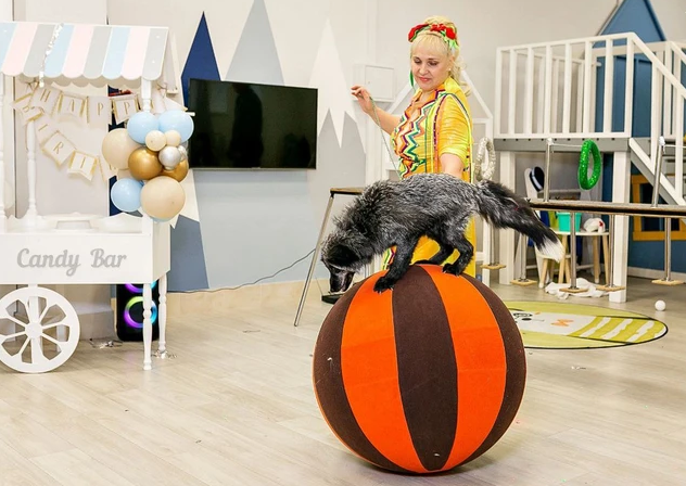 Кувыркаются и катают бочку: новосибирская дрессировщица шесть лет обучает лисиц трюкам. ФОТО