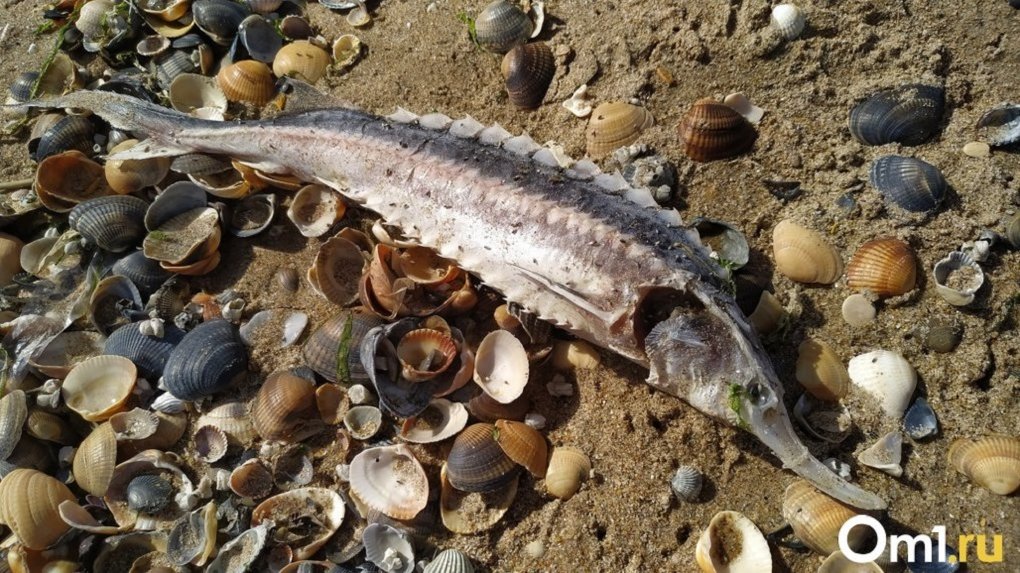 На озере Чаны в Новосибирской области массово погибла рыба — Видео