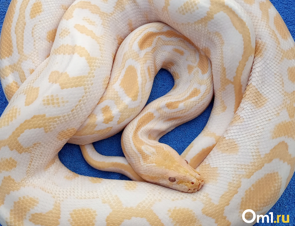 Весь холодильник в крысах: что нужно знать перед тем, как завести змею?