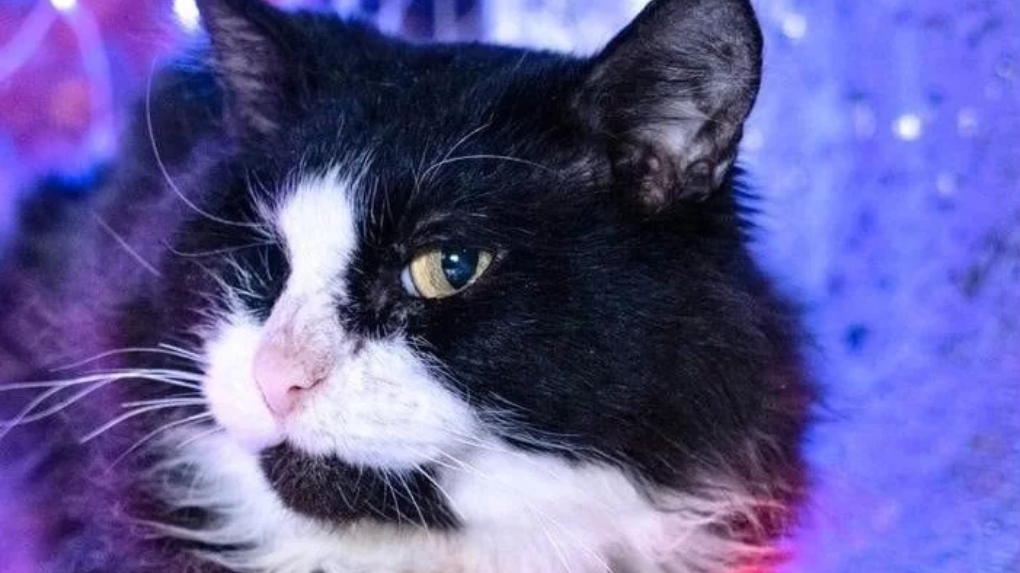 В Новосибирске второй год ищут хозяина для одноглазого кота