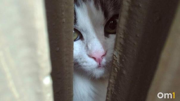Как в Новосибирске спасали кота из вентиляционной шахты