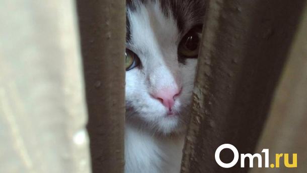 Как в Новосибирске спасали кота из вентиляционной шахты