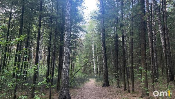 Новосибирцы из Академгородка нашли труп лося возле Ботсада. ФОТО