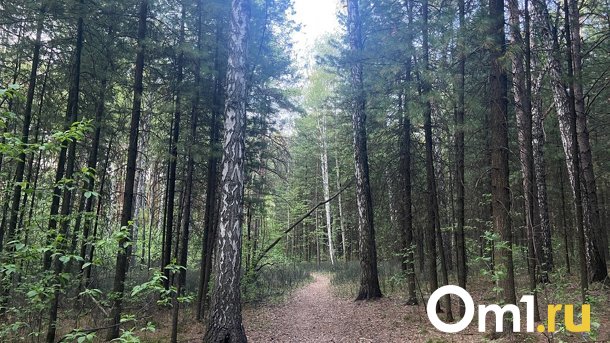 Новосибирцы из Академгородка нашли труп лося возле Ботсада. ФОТО