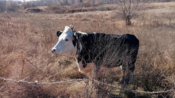 Жители Раздольного 17 лет жалуются на ферму с навозом и трупами