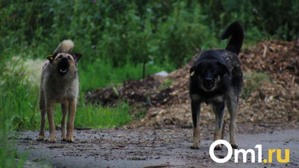 Семье школьника, которого бродячая собака укусила за щёку, выплатят компенсацию