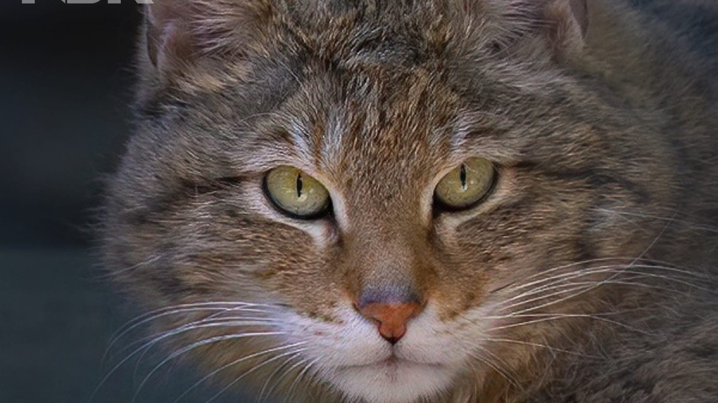51 степной кот родился в новосибирском зоопарке: показываем фото