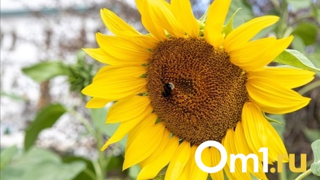 Чем лучше подкормить сад и огород осенью? Мнение специалистов