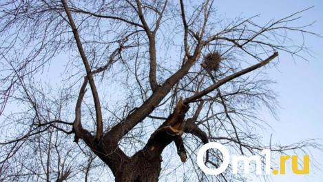 В Омске дерево проткнуло машину через лобовое стекло
