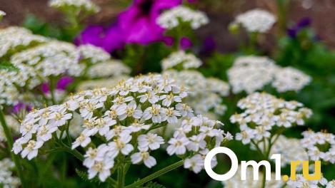 «Вызвать может всё что угодно»: омичам рассказали о симптомах и лечении аллергии