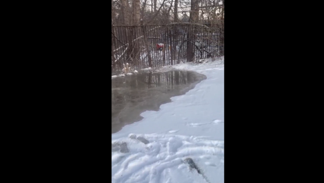 Зоопарк топят фекалиями: новосибирцы жалуются на крупный прорыв канализации