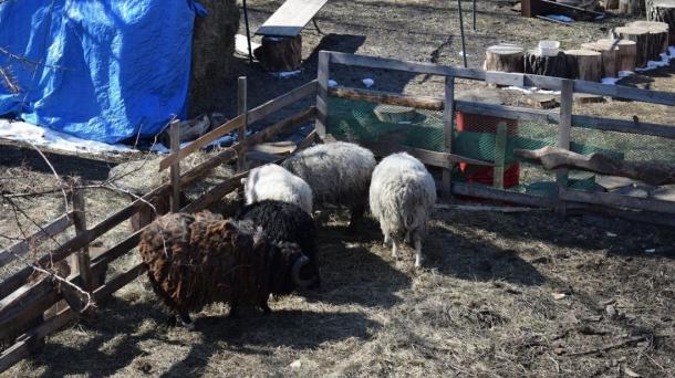 Почему в Новосибирске стало меньше коров и лошадей, но больше свиней