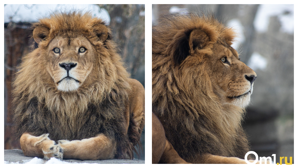 Врачи оказались бессильны: африканский лев Самсон умер в Новосибирском зоопарке