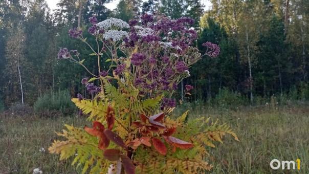 Растения, за которые омичей могут посадить. И это не конопля