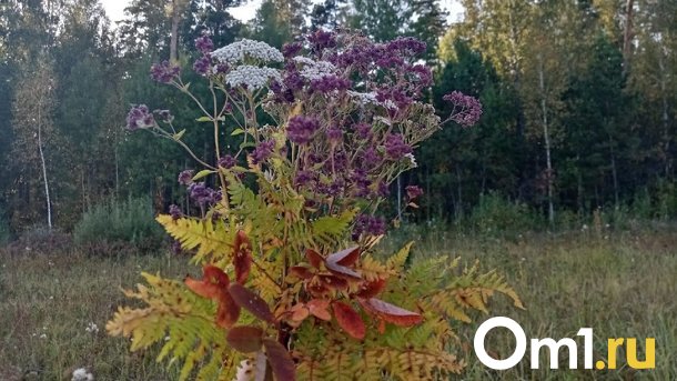 Растения, за которые омичей могут посадить. И это не конопля
