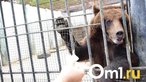 В Большереченском зоопарке показали, как спасают животных от жары