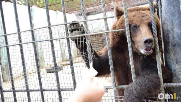 В Большереченском зоопарке показали, как спасают животных от жары