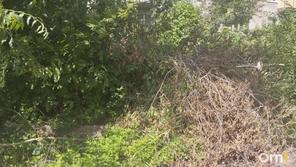 В Омске аварийное дерево угрожает детям