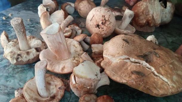 Эти правила спасут жизнь каждому грибнику — МАСС Новосибирска дала важные советы