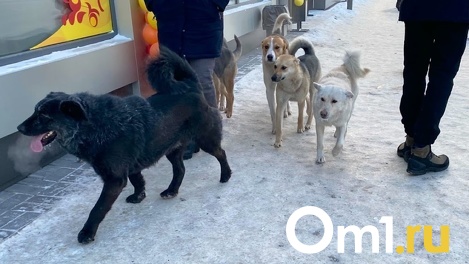 Пять приютов для бездомных животных построят в Новосибирской области