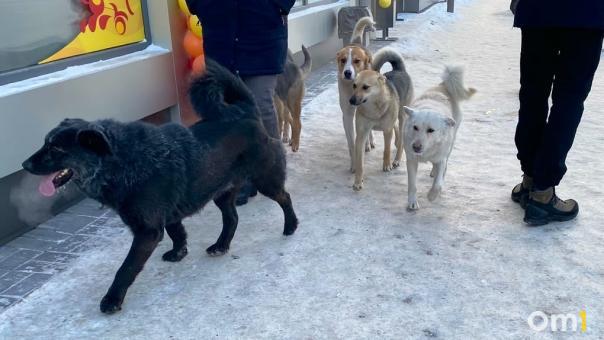Пять приютов для бездомных животных построят в Новосибирской области
