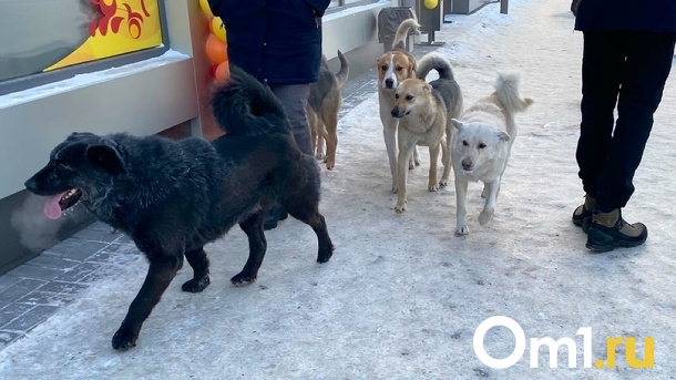 Пять приютов для бездомных животных построят в Новосибирской области