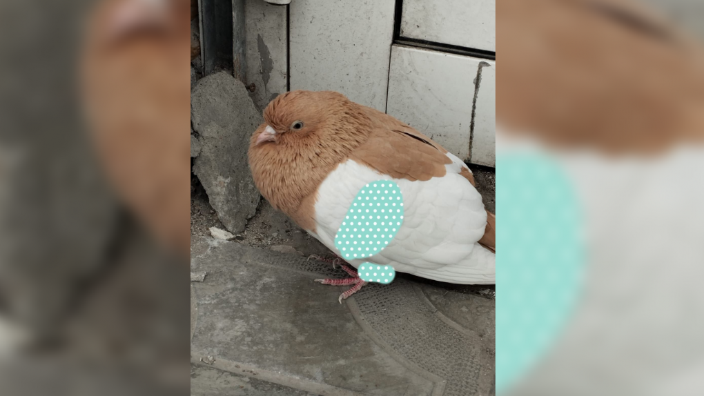 «Испуган. Ест, пьет»: породистого голубя с особыми приметами нашли у вокзала в Новосибирске