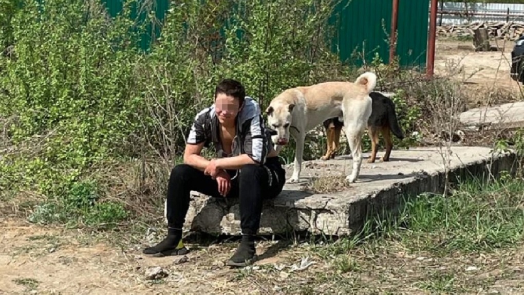 Кровавый завтрак: в новосибирском сквере охотничьи собаки жестоко разорвали кошку на глазах у детей