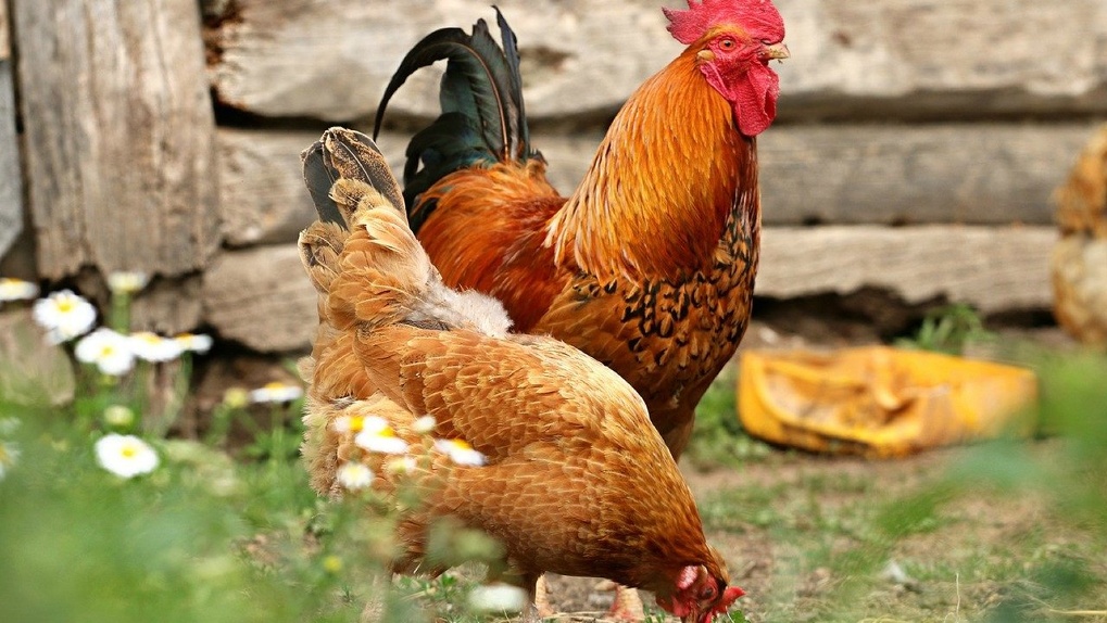 Массовую гибель куриц зафиксировали в Новосибирской области