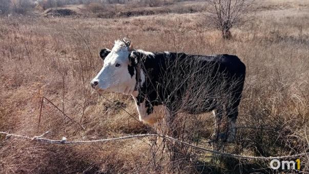 В Омской области ввели карантин из-за опасной болезни