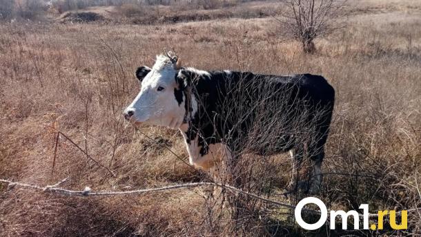 В Омской области ввели карантин из-за опасной болезни