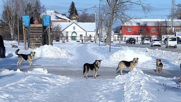 В Омской области стая собак набросилась на молодую девушку