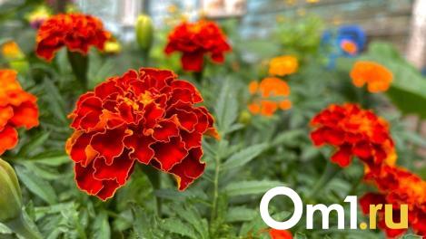 У омского правительства заменят облицовку клумб за 2,9 миллиона