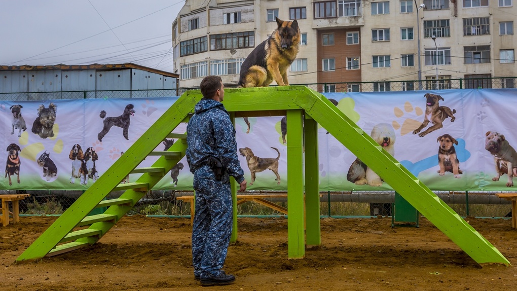 В Кировском округе Омска обустроят площадку для выгула собак