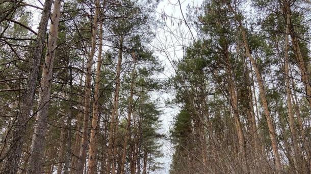 В Омской области сохранят уникальный дендропарк