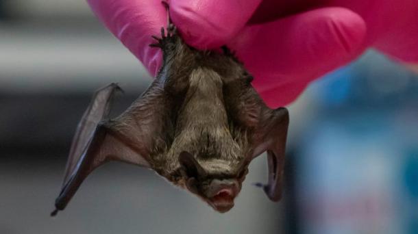 В Новосибирске реабилитируют летучих мышей